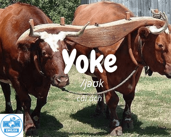 Những từ tiếng anh bắt đầu bằng chữ y - Yoke