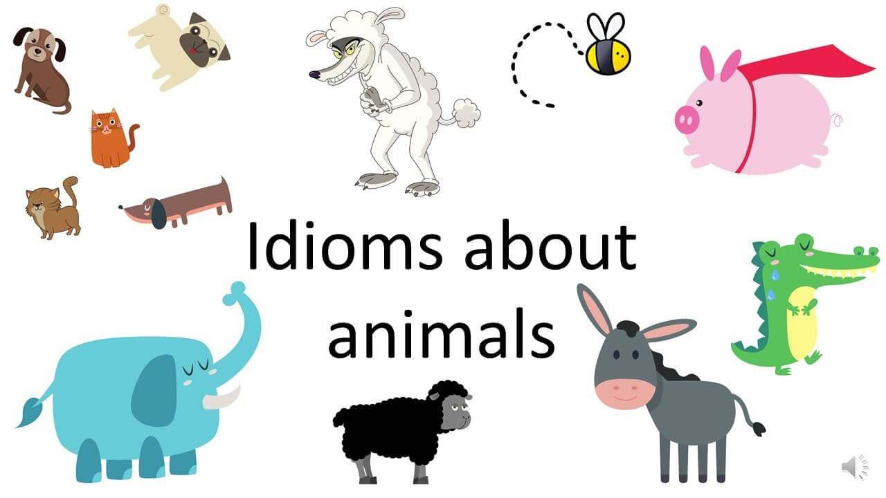 Tổng hợp Idioms Ielts chủ đề Animals (Phần 1)