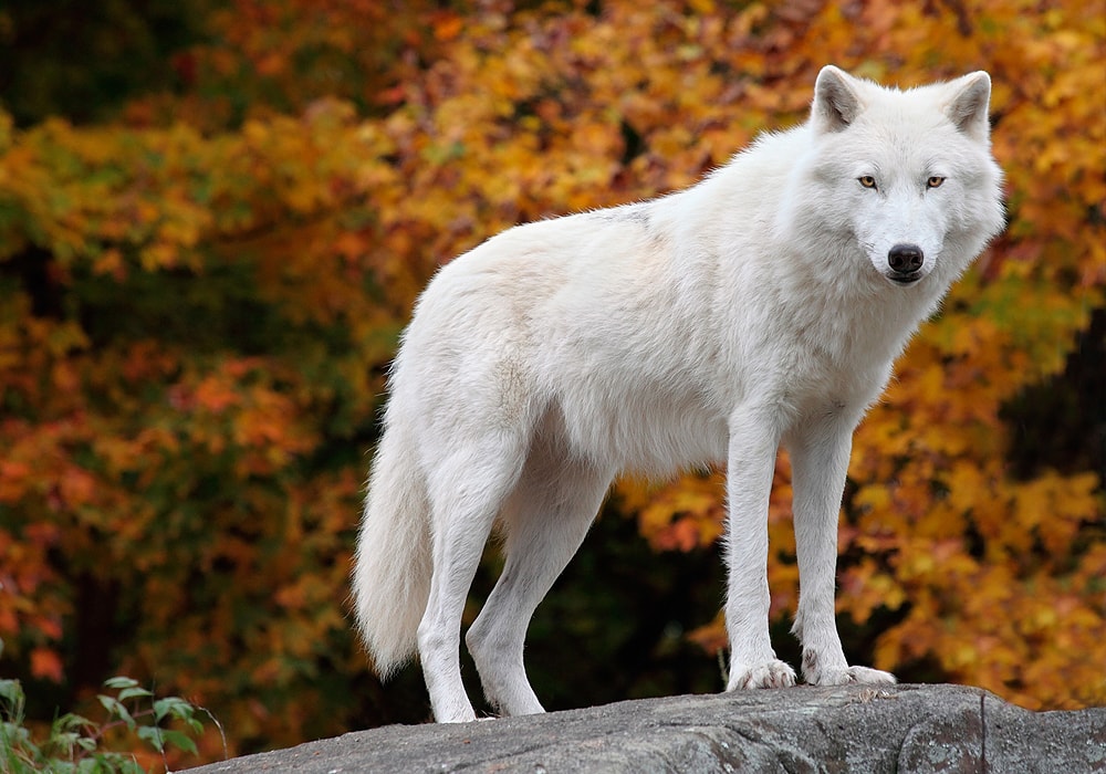 Wolf Symbolism Meaning (Totem, Spirit Omens) - World Birds 5 câu chuyện ngụ ngôn bằng Tiếng Anh